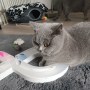 Mia_Mogli (2)